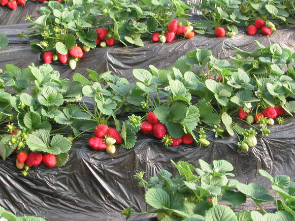 批量供应丰香草莓苗、章姬草莓苗、甜查理草莓苗